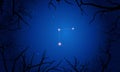 Coma Berenices constellation. Tree branches on sky Royalty Free Stock Photo