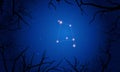 Corvus constellation. Tree branches, starry sky