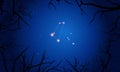 Equuleus constellation. Tree branches, starry sky