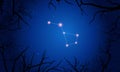 Volans constellation. Tree branches, starry sky Royalty Free Stock Photo