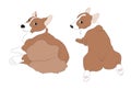 Vector illustration of corgi dogs, color drawing