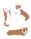 Vector illustration of corgi dogs, color drawing