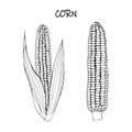 Vector illustration of corn - black outline doodle