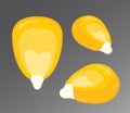 Vector illustration of corn kernel isolated on gray background. Set of different angles of view Royalty Free Stock Photo