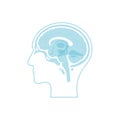 Vector illustration of Corpus callosum Royalty Free Stock Photo