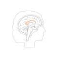 Vector illustration of Corpus callosum Royalty Free Stock Photo