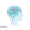 Vector illustration of Corpus callosum Royalty Free Stock Photo