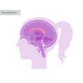 Vector illustration of Corpus callosum Royalty Free Stock Photo