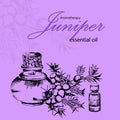 Vector illustration of cosmetic oil of juniper