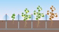 Vector illustration of cotton plants growing, watering system of cotton agriculture fields, eco product, flat cartoon