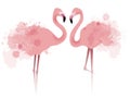 Vector illustration of couple pink flamingos