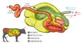 The Cow stomach system