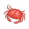 Vector illustration of a crab in realistic style.