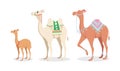 Vector illustration of cute and beautiful camels on white background. Charming characters in babies and large different