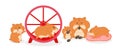 Vector illustration of cute and beautiful hamsters on white background. Charming characters in different poses winks