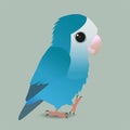 Cute blue peach faced lovebird Royalty Free Stock Photo