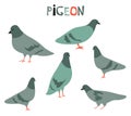 Vector illustration with cute cartoon pigeions