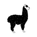 Vector illustration of cute llama Royalty Free Stock Photo
