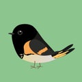 A vector illustration of a cute comic American redstart