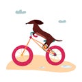 A vector illustration of a cute Dachshund wiener dog on a bicycle