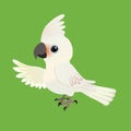 A vector illustration of a cute Goffin`s cockatoo Royalty Free Stock Photo
