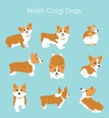 Vector illustration of cute and happy welsh corgi set in different poses. Funny corgi for decoration and design in flat