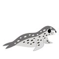 Vector illustration of cute leopard seal isolated on white background. Royalty Free Stock Photo