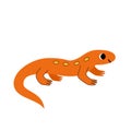 Vector illustration of cute newt isolated on white background.