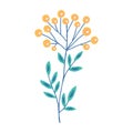 Vector illustration. Cute plant with yellow flowers. Tansy isolated on white background.