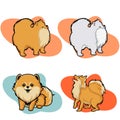 Vector illustration of a cute pomeranian dog with four different color variations and poses