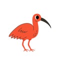 Vector illustration of cute scarlet ibis isolated on white background. Royalty Free Stock Photo