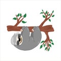 Vector illustration with a cute sloth hanging on a tree, cute animal, cartoon-style