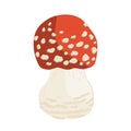 Vector illustration of small Amanita mushroom. Poisonous toadstool fly agaric. White spotted red mushroom isolated on