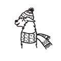 Vector illustration of cute character south America lama in winter hat and scarf. Isolated outline cartoon baby llama. Hand drawn