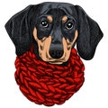 Vector illustration of a Dachshund dog for a Christmas card. Dachshund with a red knitted warm scarf.