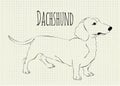 Vector illustration dachshund