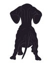 Vector illustration of a dachshund that stands, view from the back, drawing silhouette