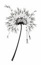 Vector illustration dandelion . Black Dandelion seeds blowing in the wind. The dandelion isolated on white background.