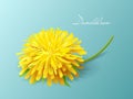 Vector illustration dandelion