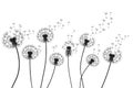 Vector illustration dandelion time. Black Dandelion seeds blowing in the wind. The wind inflates a dandelion isolated on Royalty Free Stock Photo