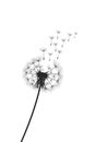 Vector illustration dandelion time. Black Dandelion seeds blowing in the wind. The wind inflates a dandelion isolated on Royalty Free Stock Photo