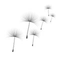 Vector illustration dandelion time. Black Dandelion seeds blowing in the wind. The wind inflates a dandelion isolated on Royalty Free Stock Photo