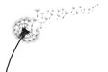 Vector illustration dandelion time. Black Dandelion seeds blowing in the wind. The wind inflates a dandelion isolated on Royalty Free Stock Photo