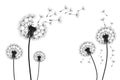 Vector illustration dandelion time. Black Dandelion seeds blowing in the wind. The wind inflates a dandelion isolated on Royalty Free Stock Photo