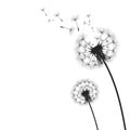 Vector illustration dandelion time. Black Dandelion seeds blowing in the wind. The wind inflates a dandelion isolated on Royalty Free Stock Photo