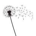 Vector illustration dandelion time. Black Dandelion seeds blowing in the wind. The wind inflates a dandelion isolated on Royalty Free Stock Photo