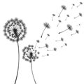 Vector illustration dandelion time. Two dandelions blowing in the wind. The wind inflates a dandelion isolated white Royalty Free Stock Photo