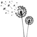 Vector illustration dandelion time. Two dandelions blowing in the wind. The wind inflates a dandelion isolated white Royalty Free Stock Photo