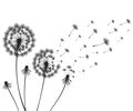 Vector illustration dandelion time. Two dandelions blowing in the wind. The wind inflates a dandelion isolated white Royalty Free Stock Photo