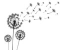 Vector illustration dandelion time. Two dandelions blowing in the wind. The wind inflates a dandelion isolated white Royalty Free Stock Photo